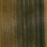 Eucalyptus